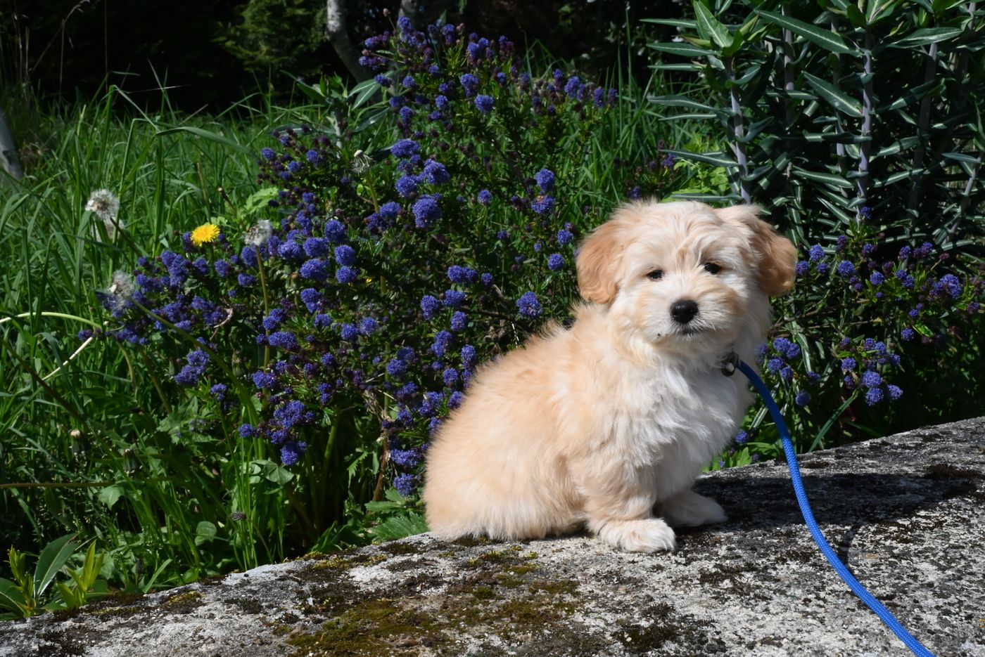 A cream Havanese puppy with a long silky coat sitting outdoors on a stone wall, looking at the camera