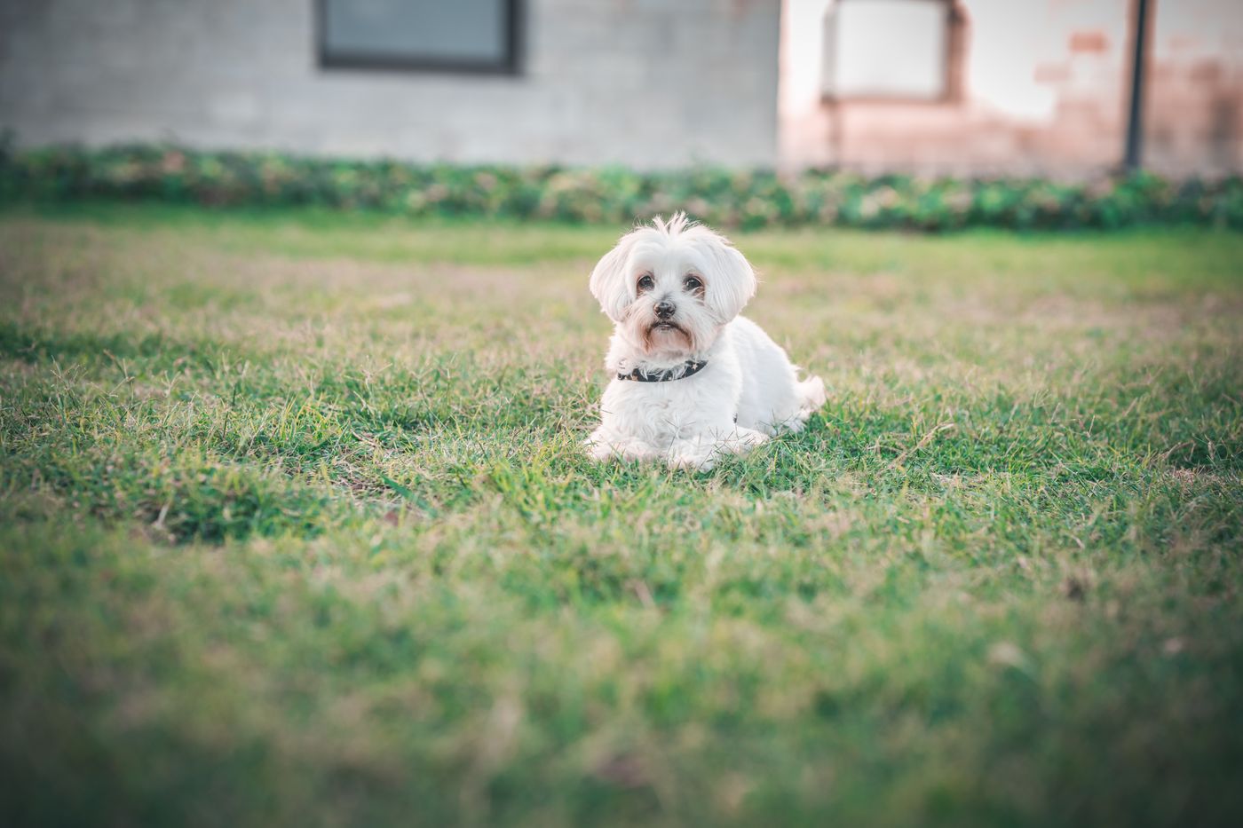 A white Maltese dog sitting alert on green grass in a backyard