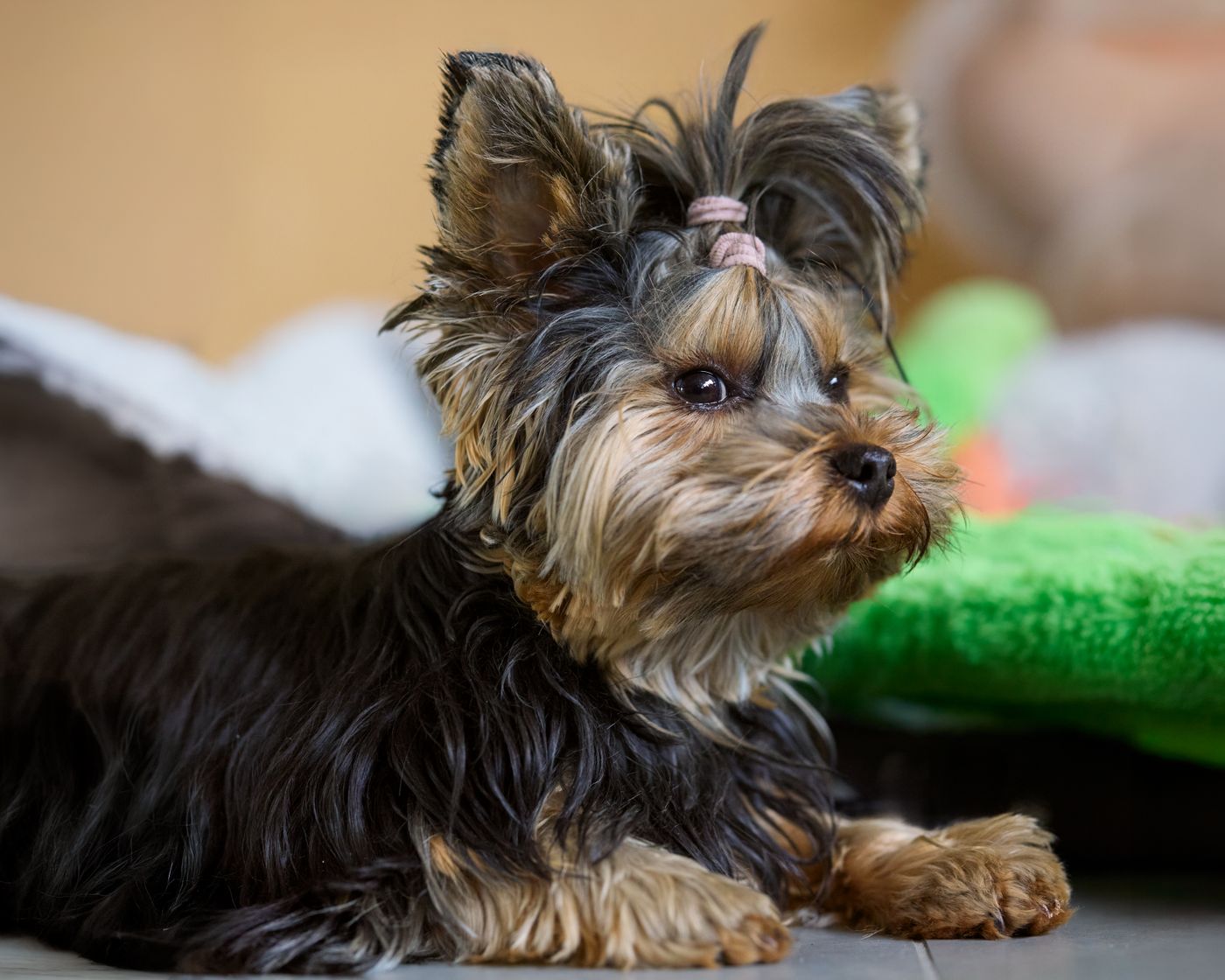 Close portrait of a Yorkshire Terrier showing its fine, silky steel-blue-and-tan single-layer coat