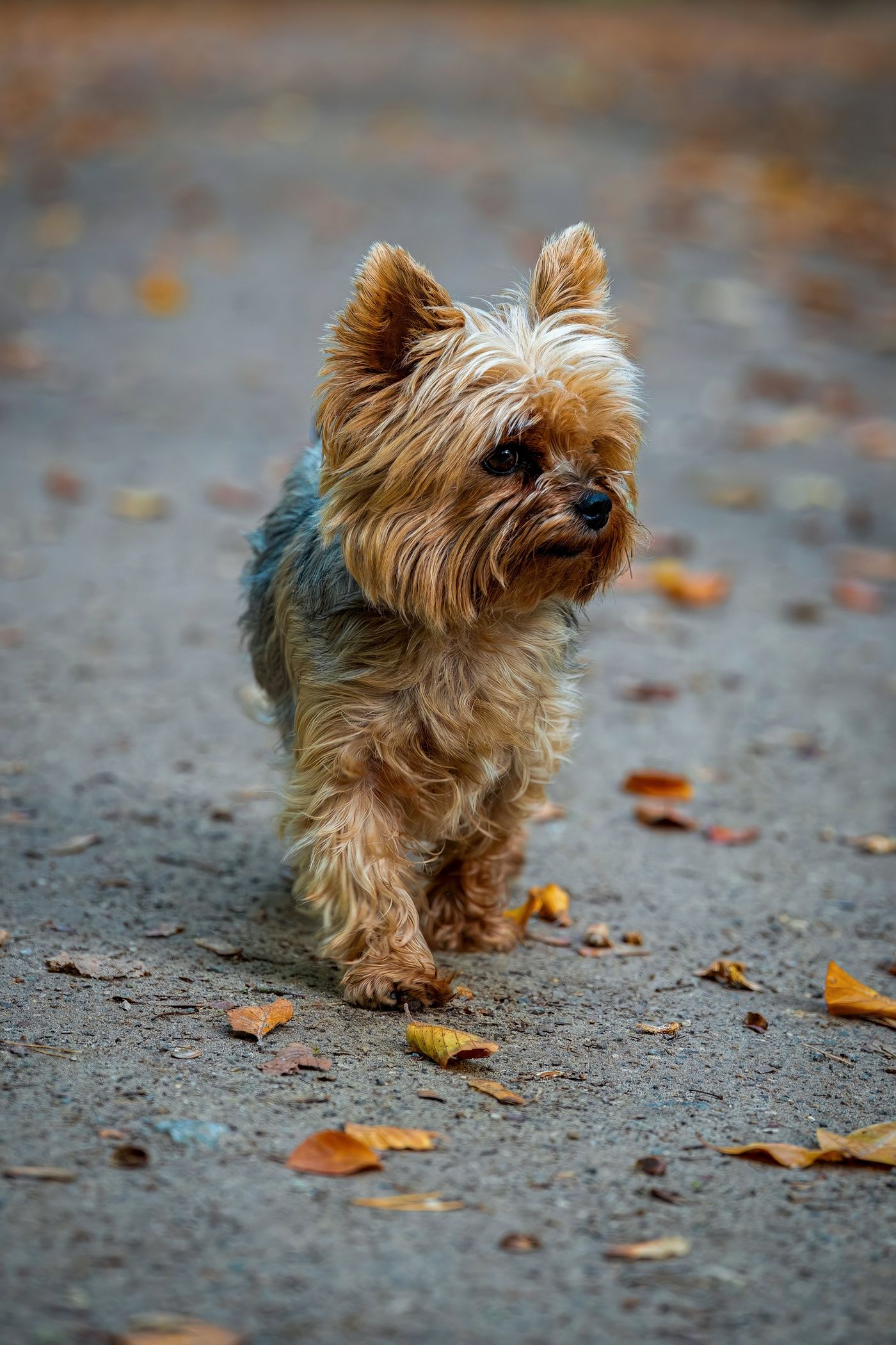 A Yorkshire Terrier with silky steel-blue-and-tan hair walking outdoors, alert and looking at the camera